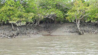 Sea level rise no threat to Sundarbans, claims new research