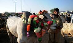 Now, Pakistan joins Dadri debate; Demands beef ban politics in India should stop