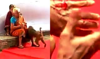 Monkey Menace: Animal bites and scares people in polling booth in Bakhtiarpur, Bihar