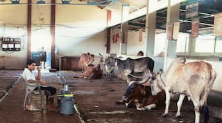 Cow protection: Bajrang Dal will train 10 lakh new volunteers