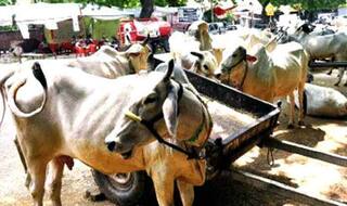 गोमांस और सुअर का मांस खाया जा सकता है: बीजेपी नेता