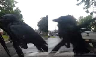 Crow riding windshield wipers is the funniest thing you will watch today!