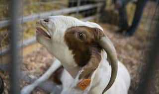 Bihar Police Receives Complaint of Murder After Billy Goat Killed For THIS Crime