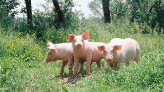 Sikkim Bans Sale Of Pigs As State Detects African Swine Fever, 117 Pigs Dead in Last 2 Months