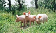 Sikkim Bans Sale Of Pigs As State Detects African Swine Fever, 117 Pigs Dead in Last 2 Months