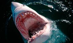 This dad from Massachusetts got rid of cancer thanks to shark attack!