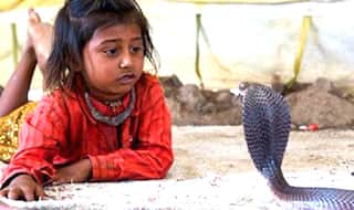 यह है सांपों का गाँव, जहाँ हर घर में हैं एक कोबरा