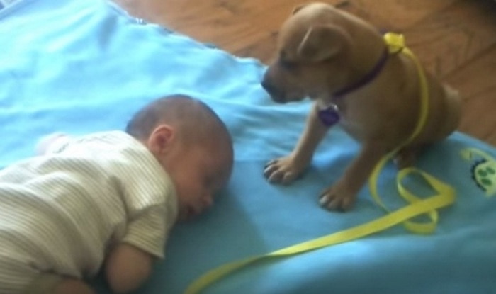 Too Cute Sleepy Puppy Falls Asleep On Baby Gets Million Views On Youtube Video India Com