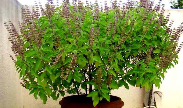 Adhik Maas Tulsi Puja: अधिक मास में जरुर करें तुलसी की पूजा, होगी ऐश्वर्य  की प्राप्ति और मिलेगा शुभ फल - Know the importance of tulsi puja in adhik  mass here are