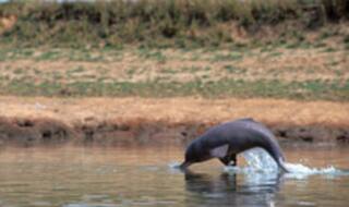 उत्तर प्रदेश में डॉलफिन की गणना शुरू
