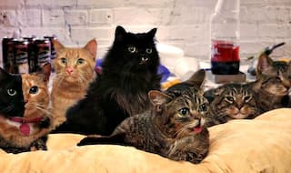 All about the big cats - a series of films by Nat Geo