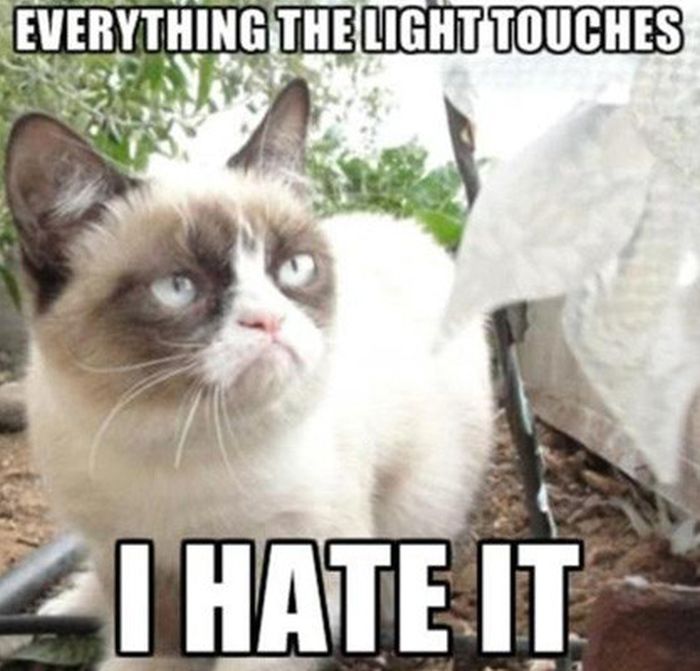 I need help finding all the popular cat memes! Please tell me if i'm  missing any golden ones. Grumpy cat has been left out on purpose. Thanks! :  r/Catmemes