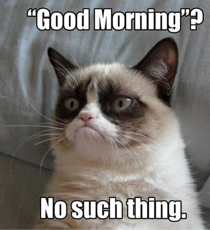 21 Grumpy Cat memes to instantly make you grumpy however happy you are! |  