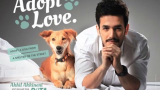 Actor Akhil Akkineni appeals fans to adopt animals
