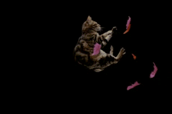 Cat Falling