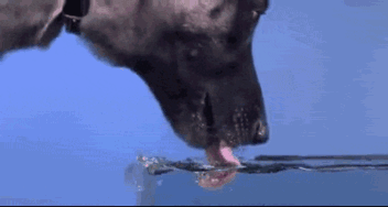 Dog Drinking Water