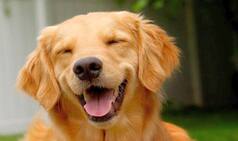 9 Facts about dogs that will blow your mind away!