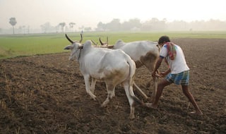 किसानों को नहीं पसंद आ रहा प्रधानमंत्री फसल बीमा योजना