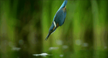 Kingfisher Diving