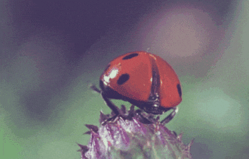 Ladybird Flying