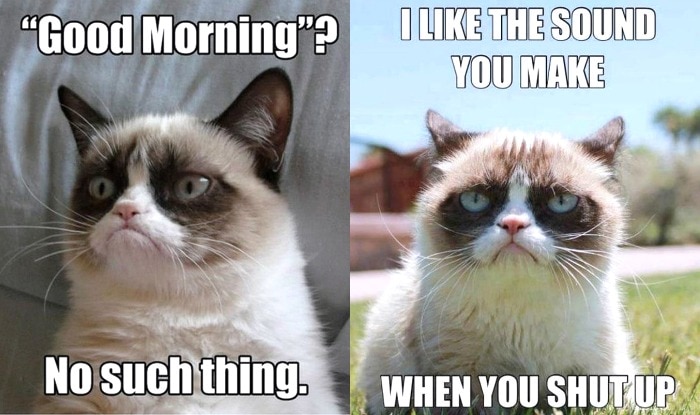  Angry Cat Meme Co I Need Right Meow-Funny Coffee Angry