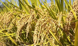 Higher paddy procurement in Punjab this year; crosses 100 lakh tonnes