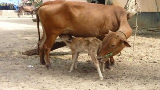 Haryana's stringent cow protection law comes into force