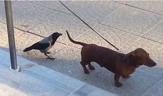 Domination: Crow annoys Dog knowing that it is on leash! (Video)