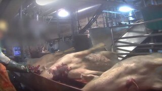 Shocking! Pigs tortured at slaughterhouse (Gory images - viewer discretion advised)