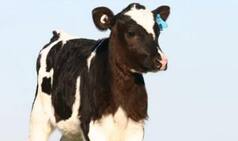 Baby cow is desperate to meet mother: This video will break your heart!