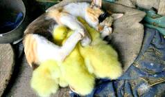 This cat adopted ducklings thinking they are kittens and the result is so cute!