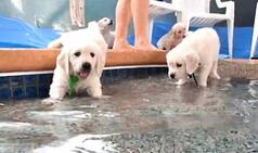 Puppies getting their first ever swimming lesson will make you grin!