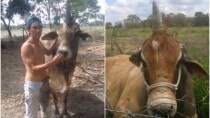 Strange! This Brazilian bull named Diamond looks like a Unicorn