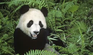 Rare wild giant panda rescued in China