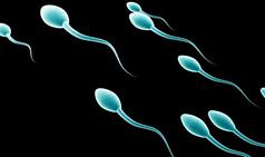 Sperm crane their neck to turn right: study