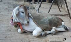 Delhi teenager admitted in AIIMS after having sex with baby cow!