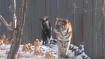 Tiger befriends goat meant to be his dinner