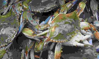 Fight over crab turns fatal in Goa