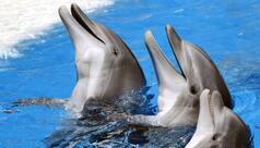 Over 100 Dolphins Dead In Amazon In Past 7 Days As It Hits Record-High Temperature