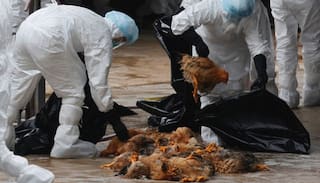 Bird flu case confirmed in eastern Scotland