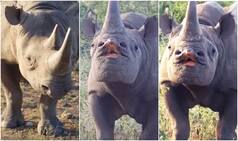 Watch rare footage of black rhino pouting for camera!