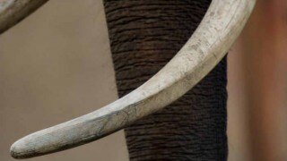 Sri Lanka destroys elephant tusks worth 400 million rupees