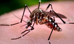 Brazilian Health Minister Marcelo Castro admits country 'losing battle' against mosquito