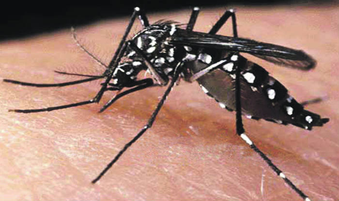 Aedes aegypti মশা