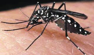 WHO warns Zika could spread to other countries having Aedes aegypti mosquito