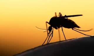 Scientists: More research needed into Zika-microcephaly link