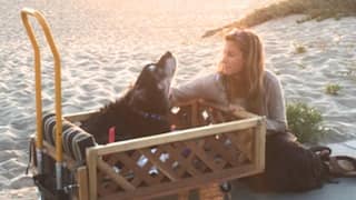 Degenerative Myelopathy: Everything you Should Know About an ALS-Like Condition Among Dogs
