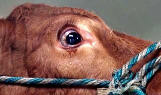 BJP leader Anwar Mev booked under NSA over 'cow slaughter' in Madhya Pradesh, expelled from party