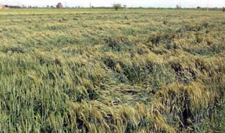 Government to soon buy Drone technology to assess crop damage