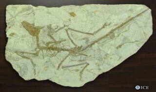 Archaeologists discover dinosaur fossils in Gujarat